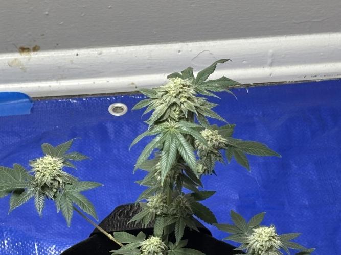 Three random seeds. Week 11