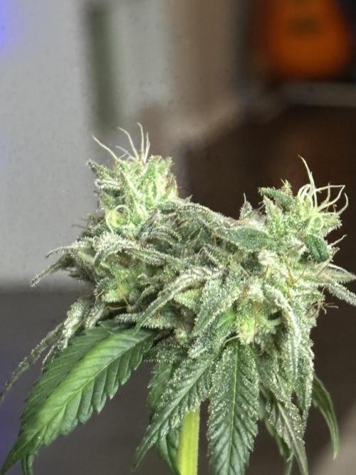 Three random seeds. Week 11