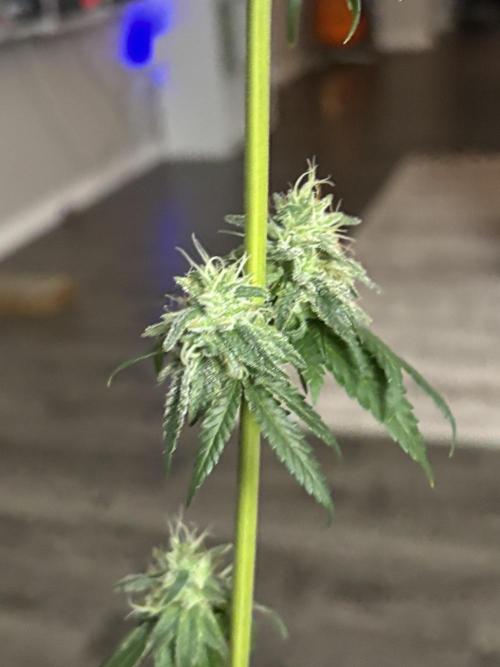 Three random seeds. Week 11