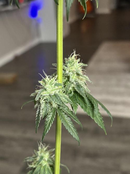 Three random seeds. Week 11