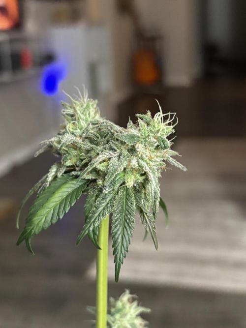 Three random seeds. Week 11