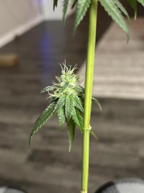 Three random seeds. Week 11