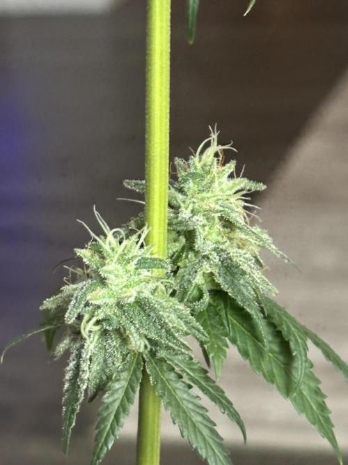 Three random seeds. Week 11