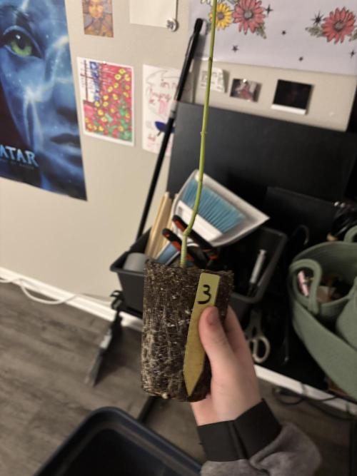 Three random seeds. Week 11