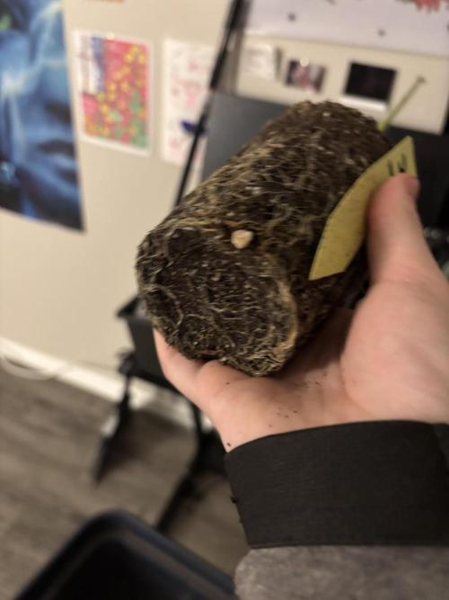 Three random seeds. Week 11