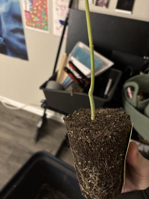 Three random seeds. Week 11