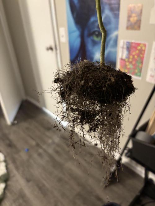 Three random seeds. Week 11