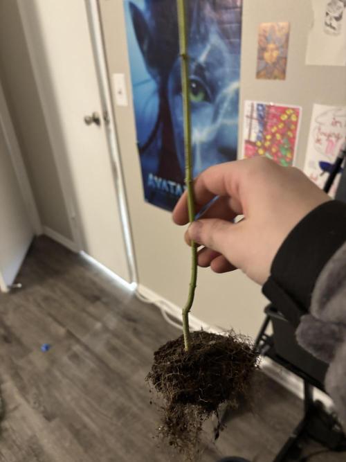 Three random seeds. Week 11