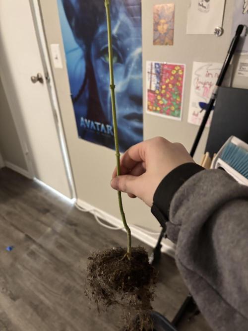 Three random seeds. Week 11