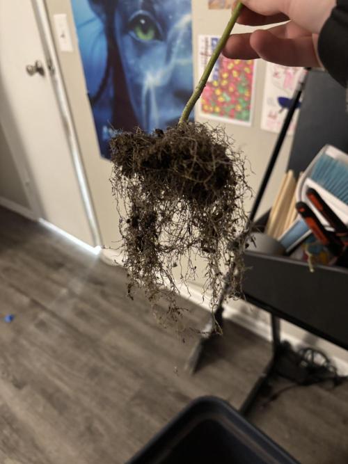 Three random seeds. Week 11