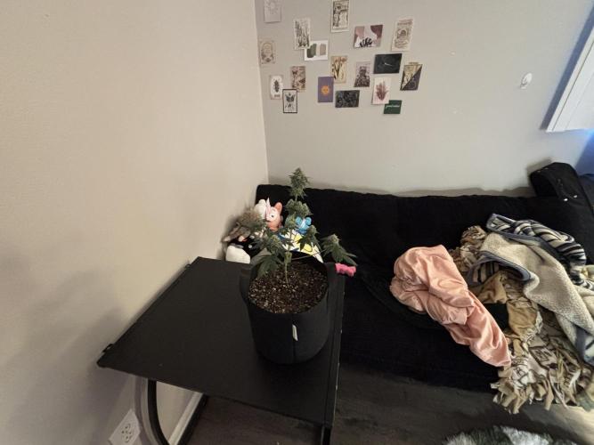 Three random seeds. Week 13