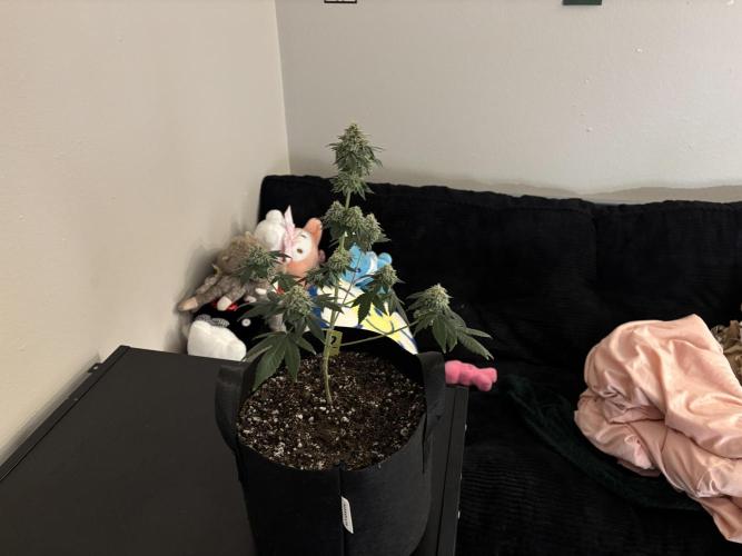 Three random seeds. Week 13