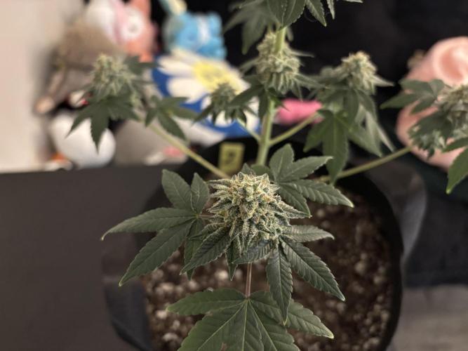 Three random seeds. Week 13