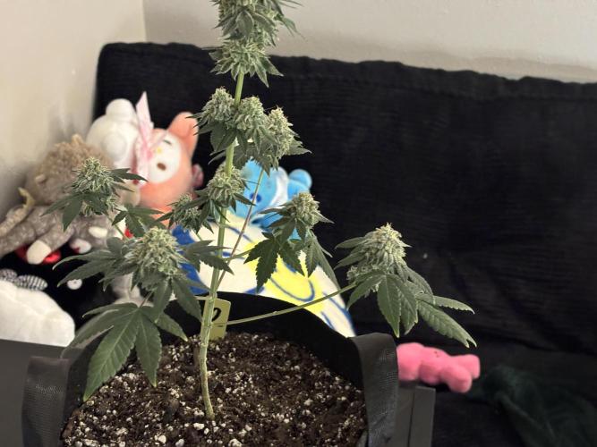 Three random seeds. Week 13