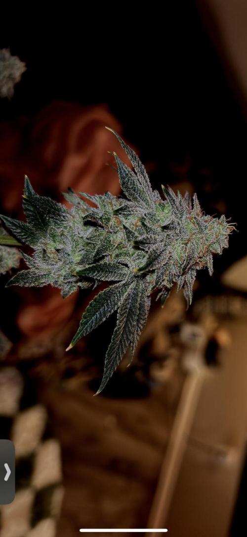 Three random seeds. Week 13