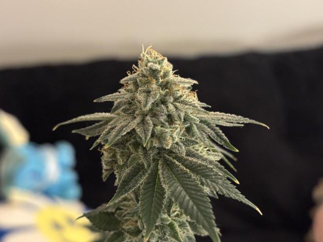 Three random seeds. Week 13