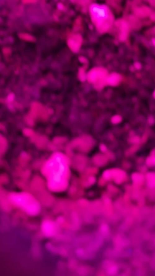 Whiskey Zulu mendo2020