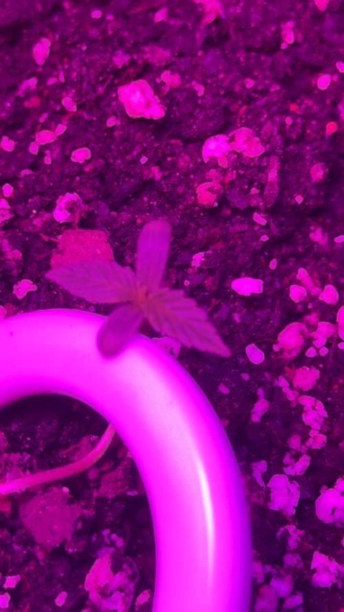 Whiskey Zulu mendo2020