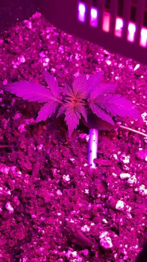 Whiskey Zulu mendo2020