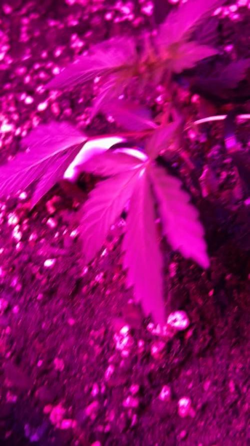 Whiskey Zulu mendo2020