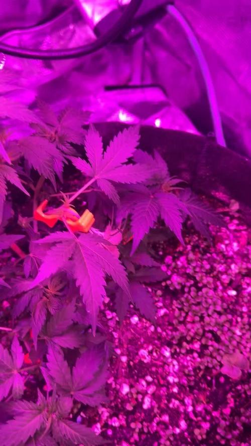 Whiskey Zulu mendo2020