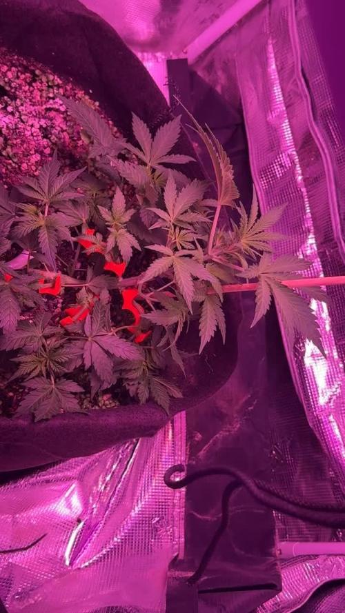 Whiskey Zulu mendo2020