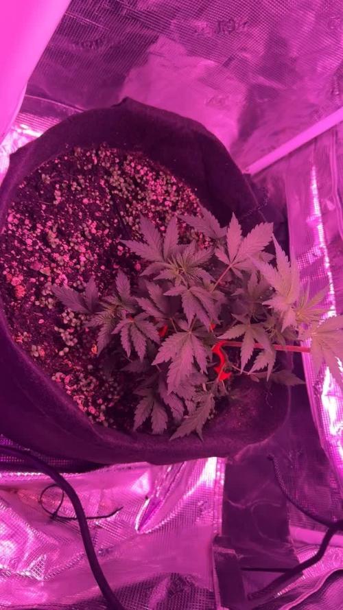 Whiskey Zulu mendo2020