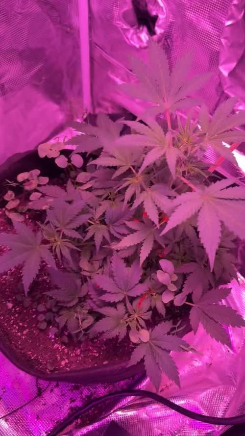 Whiskey Zulu autoflower mendo2020