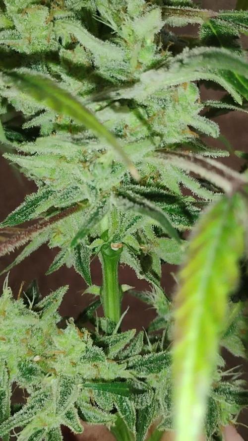 ROYAL Runtz Auto