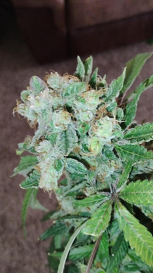 ROYAL Runtz Auto