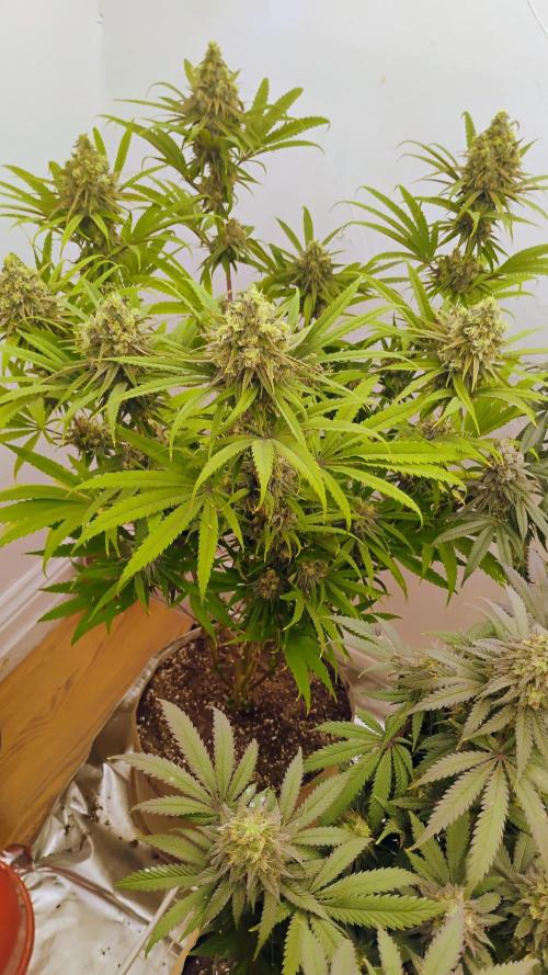 818 headband mid/late flower. Week 6