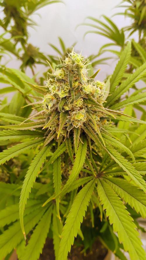 818 headband mid/late flower. Week 6