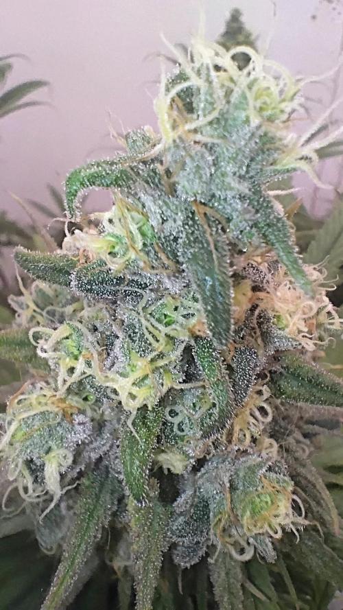 818 headband mid/late flower. Week 6