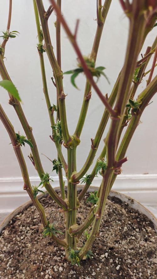 818 headband mid/late flower. Week 6