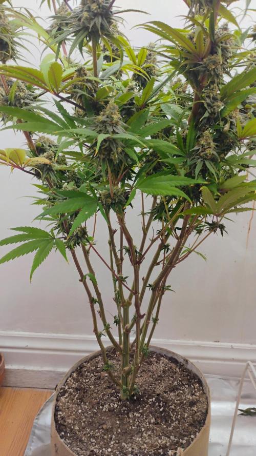 818 headband mid/late flower. Week 6