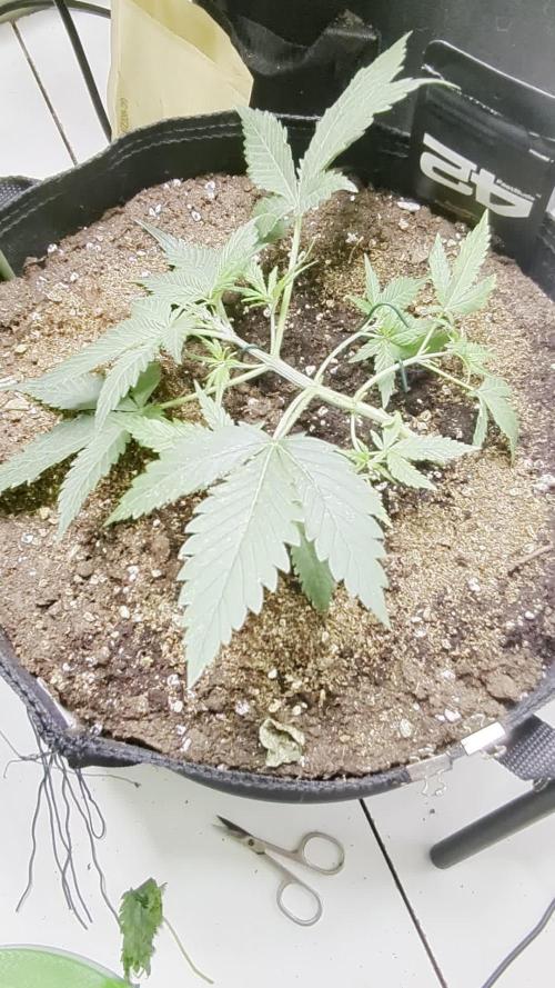 Blue Dream Automatic