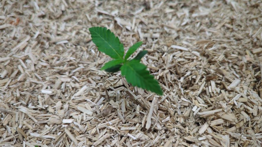 Living Soil Cookies. Week 1 - Gorilla Cookies 