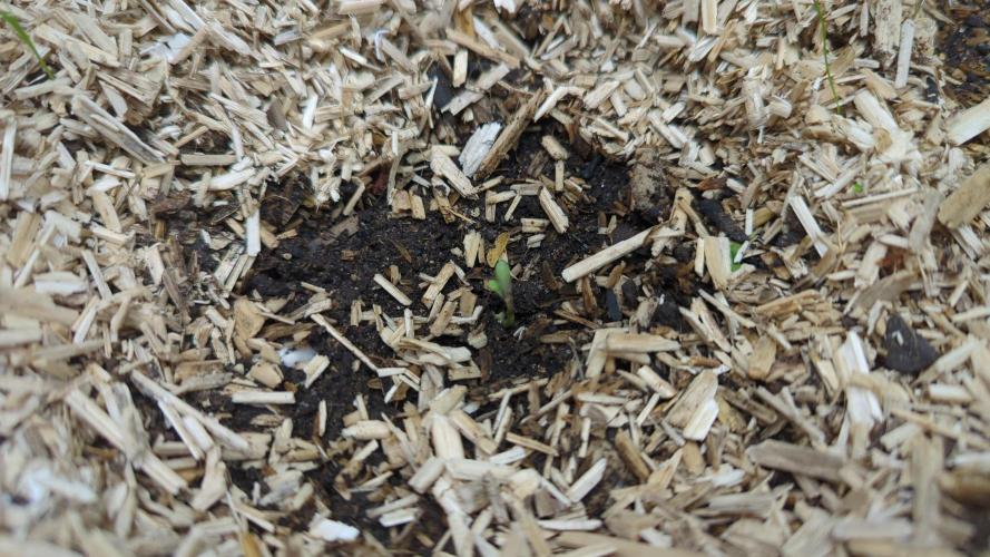 Living Soil Cookies. Week 1 - Guava