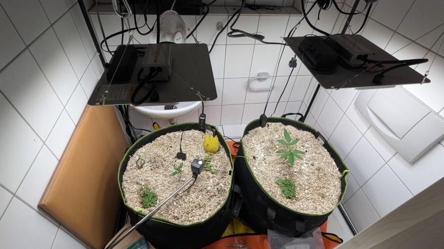 Living Soil Cookies. Week 2