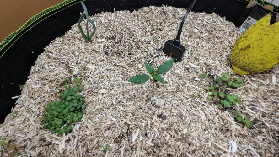 Living Soil Cookies. Week 2