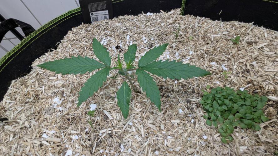 Living Soil Cookies. Week 2