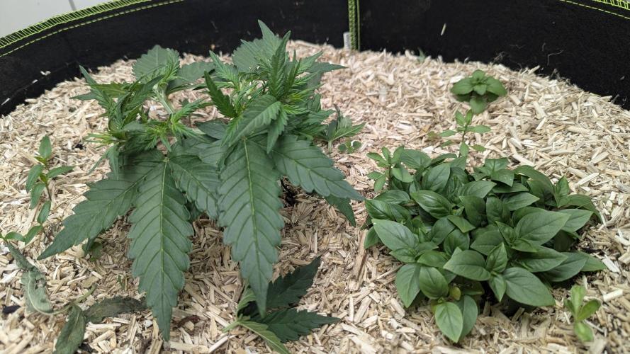 Living Soil Cookies. Week 3 - Gorilla Cookies, Thai Basilikum, Ringelblumen