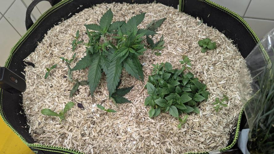 Living Soil Cookies. Week 3 - Gorilla Cookies, Thai Basilikum, Ringelblumen