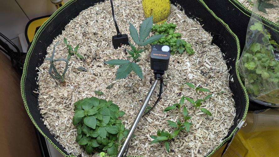 Living Soil Cookies. Week 3 - Guava, Basilikum, Ringelblumen, Zwiebel