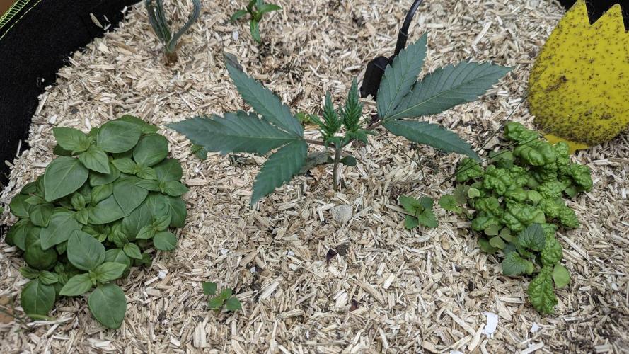 Living Soil Cookies. Week 3 - Guava, Basilikum, Ringelblumen, Zwiebel