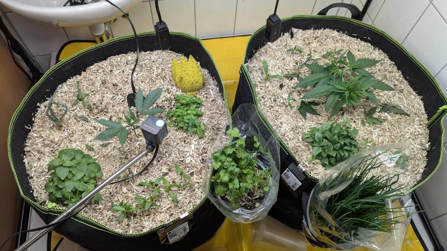 Living Soil Cookies. Week 3