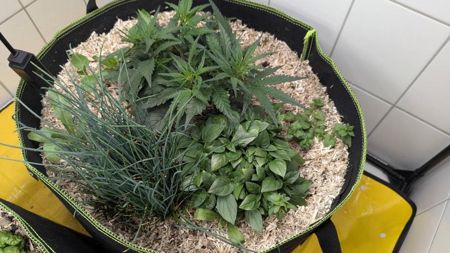 Living Soil Cookies. Week 4 - Gorilla Cookies