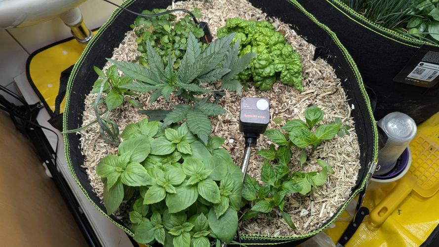 Living Soil Cookies. Week 4 - Guava