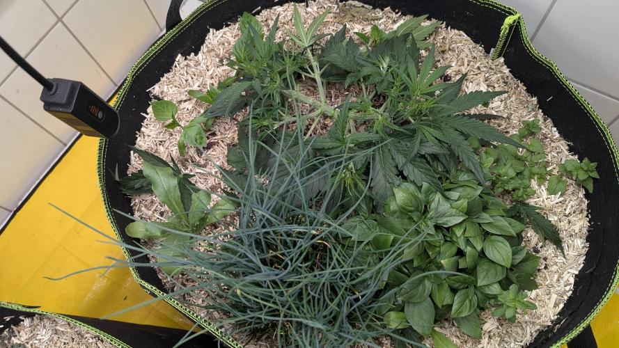 Living Soil Cookies. Week 4 - Gorilla Cookies