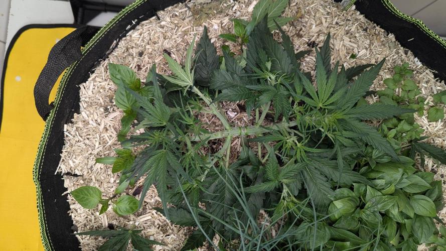 Living Soil Cookies. Week 4 - Gorilla Cookies